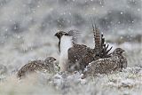 Greater Sage-Grouse